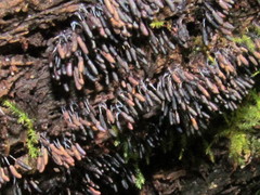 Stemonitopsis typhina