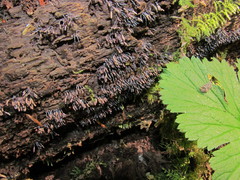 Stemonitopsis typhina