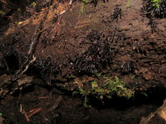 Stemonitopsis typhina