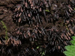 Stemonitopsis typhina