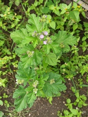 Fuertesimalva limensis