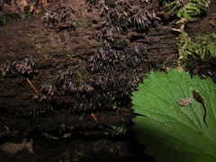 Stemonitopsis typhina