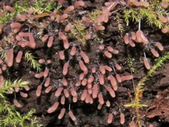 Stemonitopsis typhina