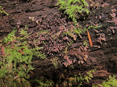 Stemonitopsis typhina