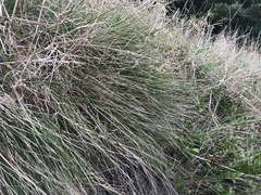 Poa anceps