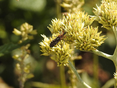 Cosmoclopius nigroannulatus