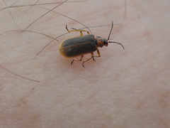 Galerucella nymphaeae