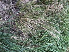 Poa anceps