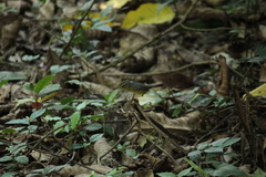 Basileuterus