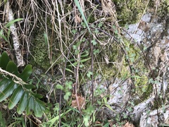 Muehlenbeckia complexa