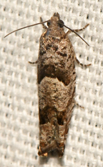 Pseudexentera spoliana