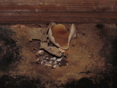 Peziza domiciliana