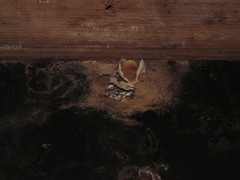 Peziza domiciliana
