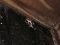 Peziza domiciliana