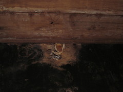 Peziza domiciliana