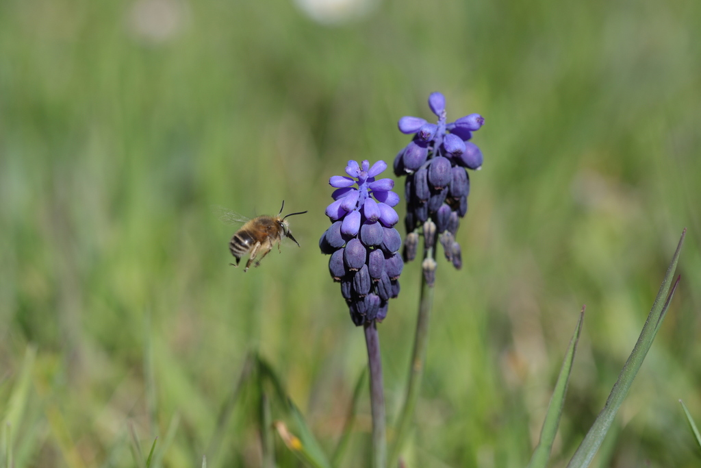 Common Digger Bees from Claret, France on April 05, 2021 at 11:28 AM by ...