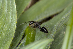 Camponotus aethiops