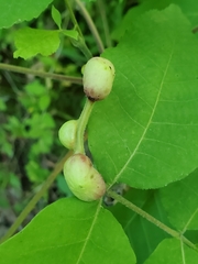 Phylloxera caryaecaulis