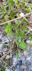 Melanthera parvifolia