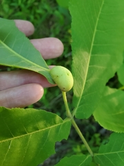 Phylloxera caryaecaulis