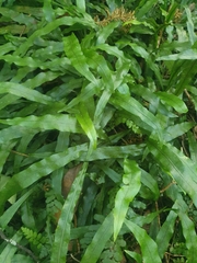 Loxogramme dictyopteris