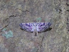 Rhimphalea