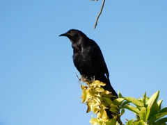 Quiscalus mexicanus