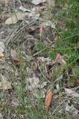 Johnsonia teretifolia