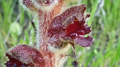 Orobanche variegata