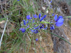 Polygala microphylla