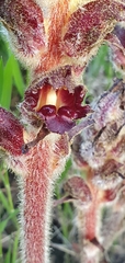 Orobanche variegata