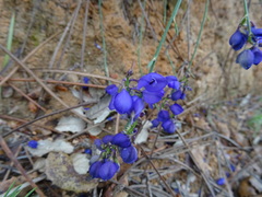 Polygala microphylla