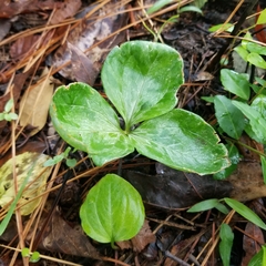 Trillium gracile