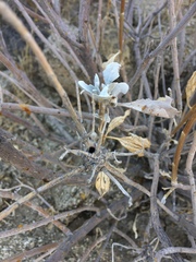 Asphondylia enceliae