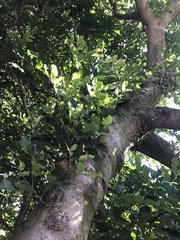 Dysoxylum spectabile