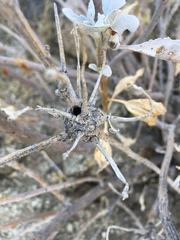 Asphondylia enceliae