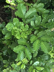 Dysoxylum spectabile