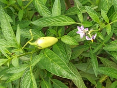 Solanum muricatum
