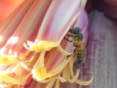 Apis mellifera