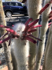 Cleistocactus