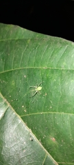 Araneae
