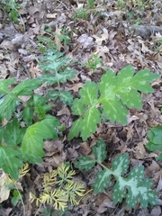 Hydrophyllum macrophyllum