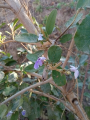 Cryptostegia grandiflora