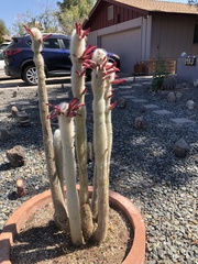 Cleistocactus
