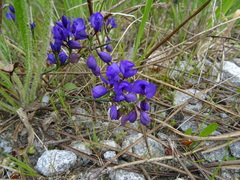Polygala microphylla