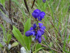 Polygala microphylla