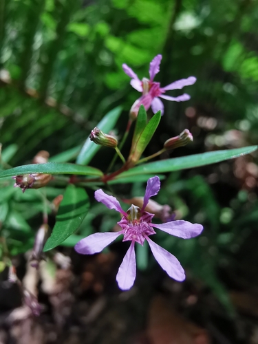 Cuphea utriculosa