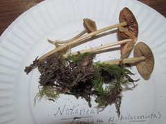 Entoloma holoconiotum