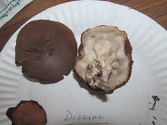 Gyromitra perlata
