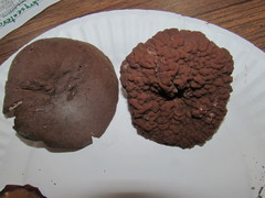 Gyromitra perlata